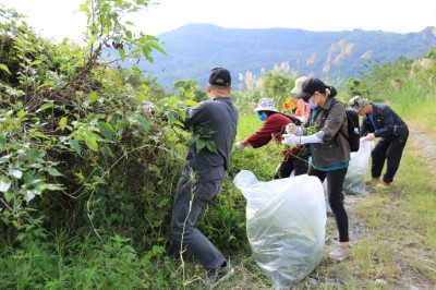 全民動員除「綠癌」，花蓮百人齊力清除小花蔓澤蘭131公斤。